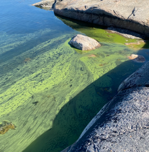 Tiedosto:Norra Delet-Nölestholm-ObsALG-202107121000-60ebf7f306f0c.png