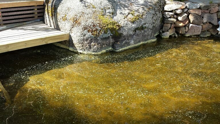 Konnevesi (14.711.1.001)-Rappaatlahti-ObsTRASH-202006181545-12.jpg