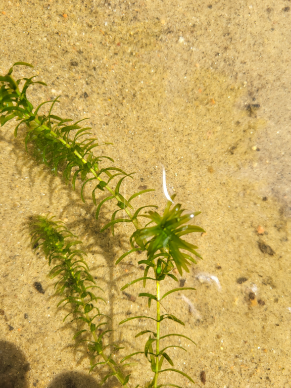 Kukkia (35.781.1.002)-Virranniemi RK-ObsELODEA-202507171327-1752748162109.png