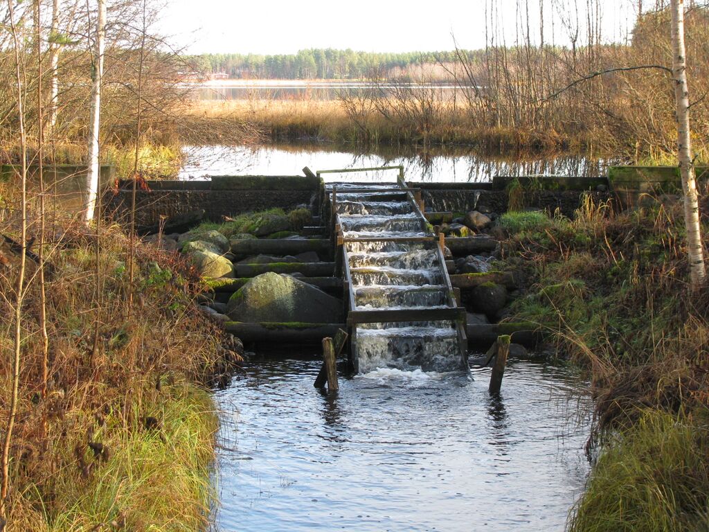 Pato ja kalaporras.jpg