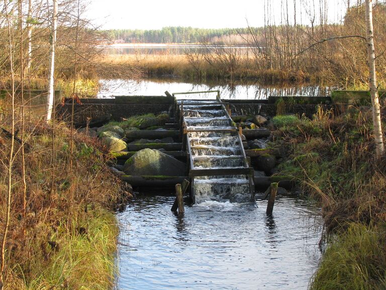 Pato ja kalaporras.jpg