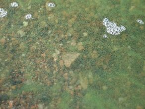 Runsasti sinilevää