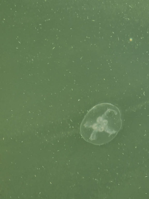 Suvisaaristo-Lauttasaari-Lilla Bodö-ObsJELLY-202209241214-632f6678a3d8e.png