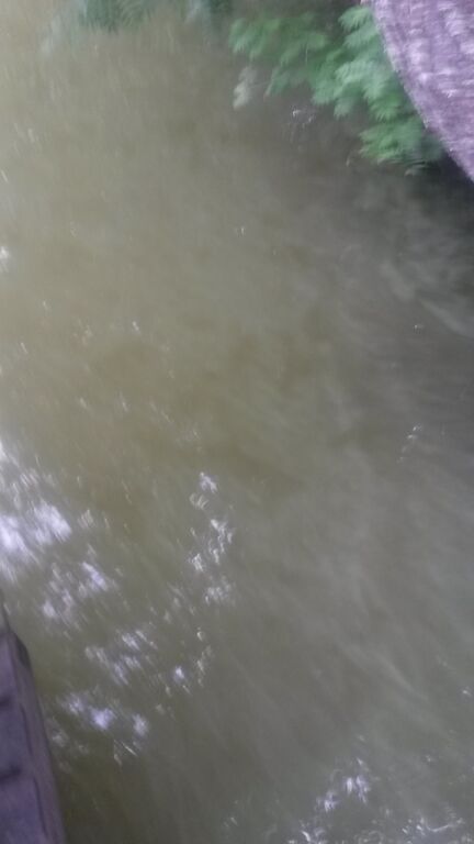 Ylimmäinen Savijärvi (35.745.1.002)-Ylimmäinen savijärvi-ObsALG-201707171350-27.jpg