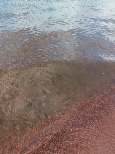 Pyhäjärvi (34.031.1.001)-Valtakunnallinen sinileväseuranta (Katismaan uimaranta)-ObsALG-202509161532-1758026030511.png