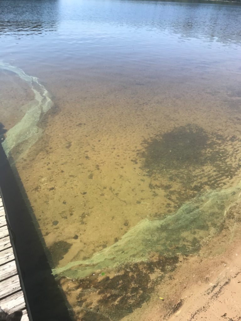 Saimaa (04.112.1.001)-Päiviösaari, vehkataipale,taipalsaari-ObsIMG-202507021248-68650178ecc12.png