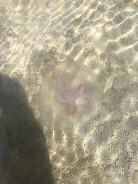 Tiedosto:Ströömi-Havaintopaikka 1-ObsJELLY-202008031435-47.jpeg