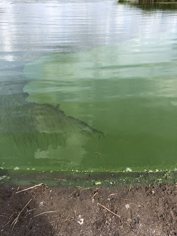 Tuusulanjärvi (21.082.1.001)-Kirkon ranta-ObsIMG-201907121153-37.jpeg