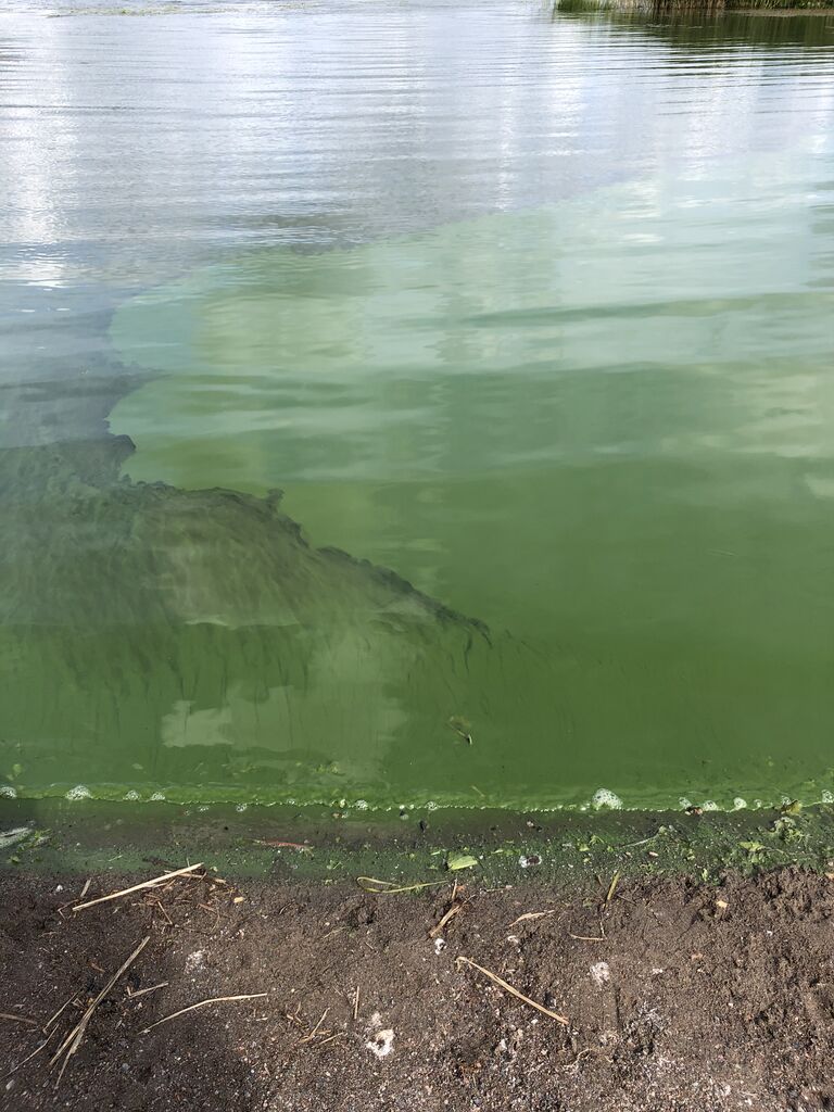 Tuusulanjärvi (21.082.1.001)-Kirkon ranta-ObsIMG-201907121153-37.jpeg