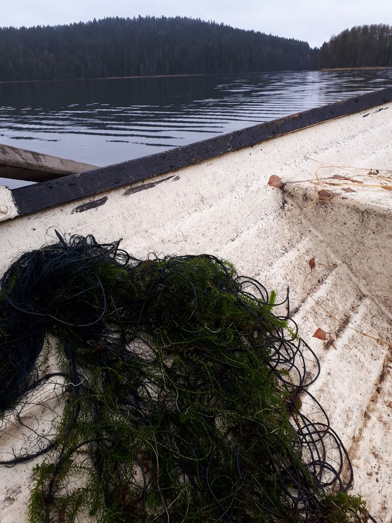 Elänne (35.371.1.001)-Pöperöniemi-ObsIMG-202010301926-61.jpg