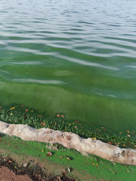 Köyliönjärvi (34.054.1.001)-Valtakunnallinen sinileväseuranta (Yttilän Otta)-ObsALG-202409171453-66e96df11c6b0.png