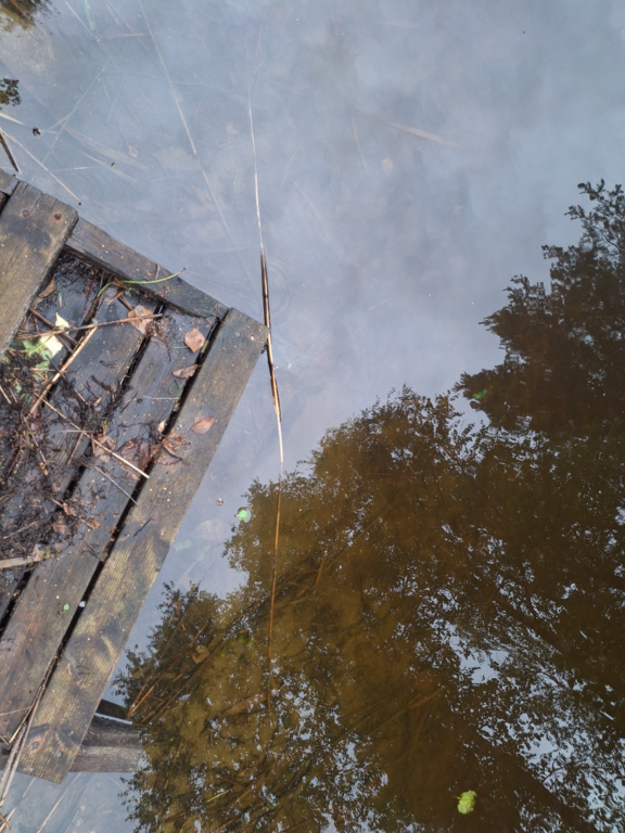 Kallavesi (yhd.)-Rotarien sinileväseuranta (Puutossalmi)-ObsIMG-202508271412-1756293264414.png