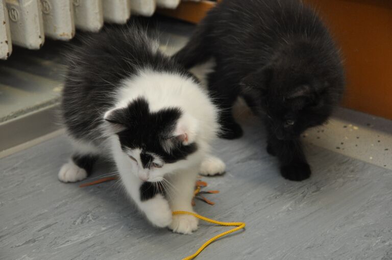 Kisut pienina Hesyssa lokakuu2012.JPG