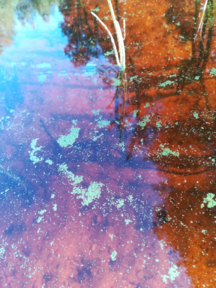 Lammasjärvi (59.912.1.001)-Häkkilä-ObsIMG-202107042154-60e206923634e.png