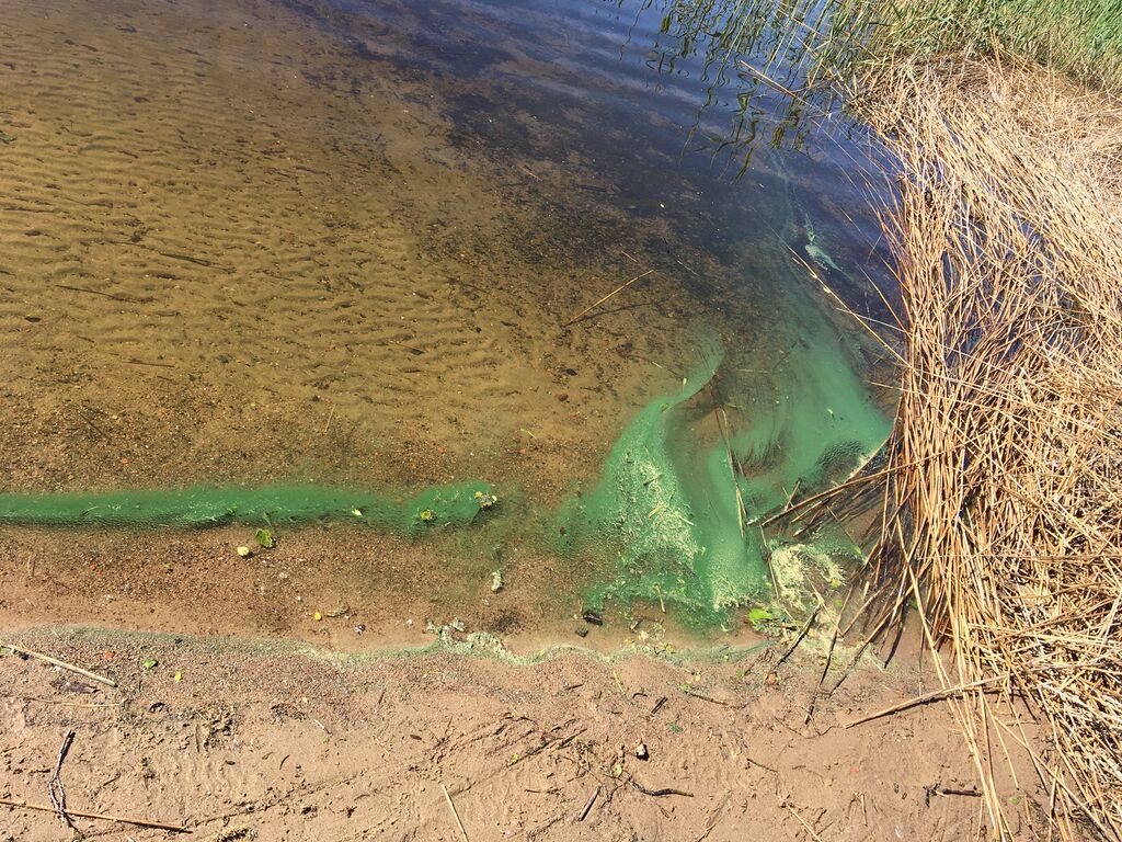 Päijänne (yhd.)-Kaijanlahti uimaranta-ObsIMG-201906161130-97.jpeg