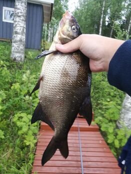 Saittajärvi (04.265.1.020)-Saittajärvi-ObsIMG-201907091439-63.jpg