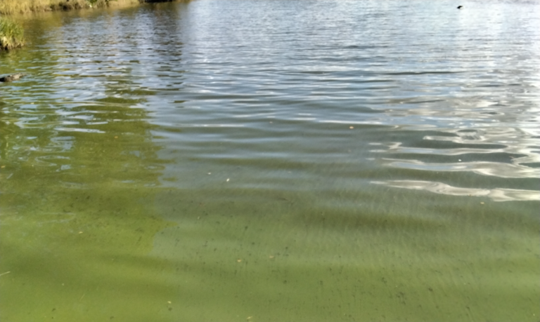 Vanajavesi (yhd.)-Rauttunlahti-ObsIMG-202209231603-632daf34b7082.png