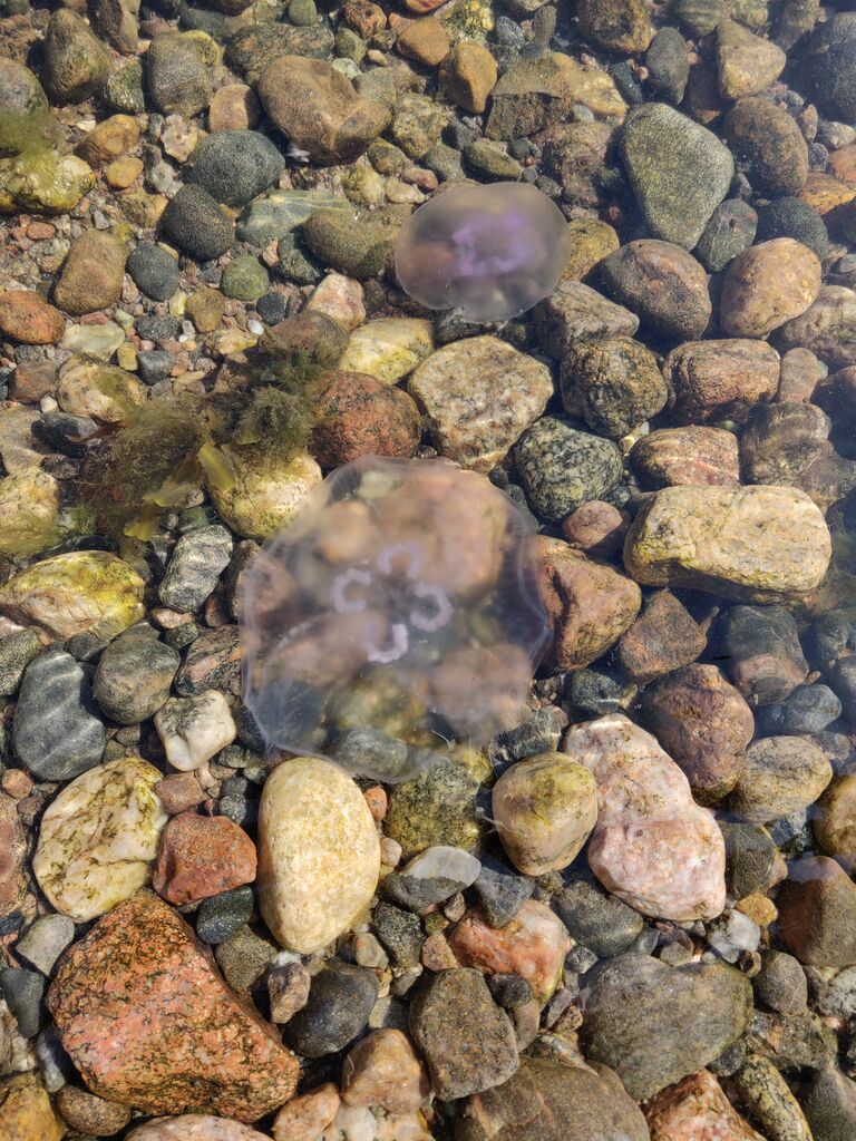 Hangon läntisen selän ulkosaaristoalue-Havaintopaikka 4-ObsIMG-201908201532-49.jpg