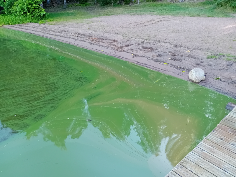 Tiedosto:Hiidenvesi (23.031.1.001)-Haudankallio-ObsALG-202407130833-669212616b5d1.png