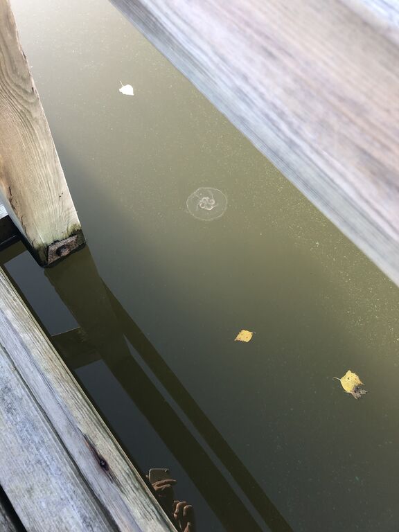 Seurasaari-Rajasaaren koirapuisto ja uimaranta-ObsIMG-202010111646-54.jpeg