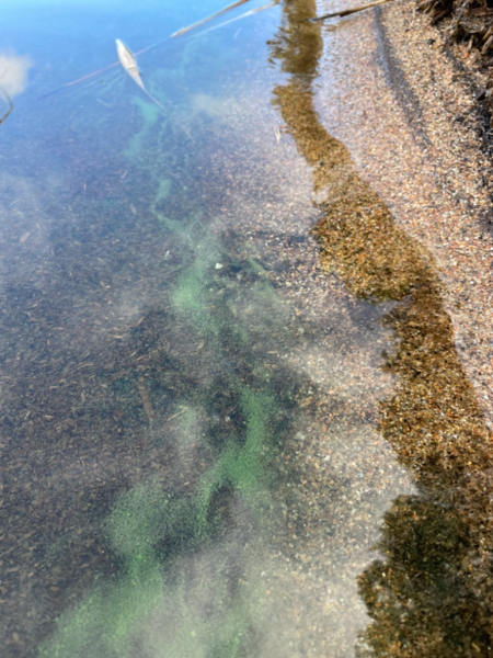 Tiedosto:Kallavesi (yhd.)-Iivarinsalo-ObsALG-202109221230-614c1f3353aca.png