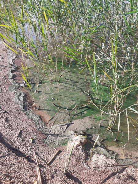 Tiedosto:Sääskjärvi (16.004.1.001)-Valtakunnallinen sinileväseuranta-ObsALG-202508130845-1755077092841.png