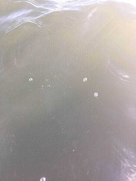 Tiedosto:Suvisaaristo-Lauttasaari-Rotarien sinileväseuranta (Jätkäsaari)-ObsALG-202007062117-48.jpeg