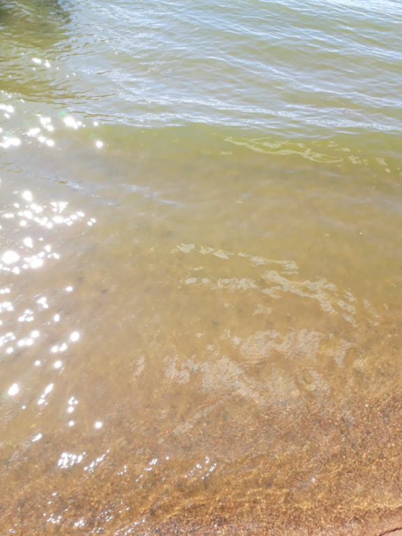 Köyliönjärvi (34.054.1.001)-Valtakunnallinen sinileväseuranta (Yttilän Otta)-ObsALG-202108031423-61092b29d94c9.png