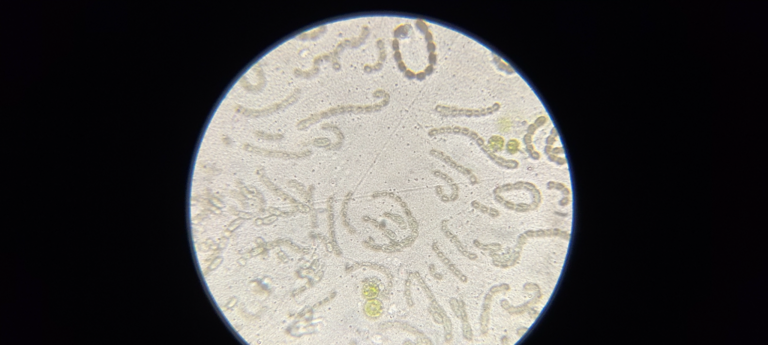 Petruma (04.277.1.001)-Havaintopaikka 1-ObsALG-202106271200-60d8d845147e0.png