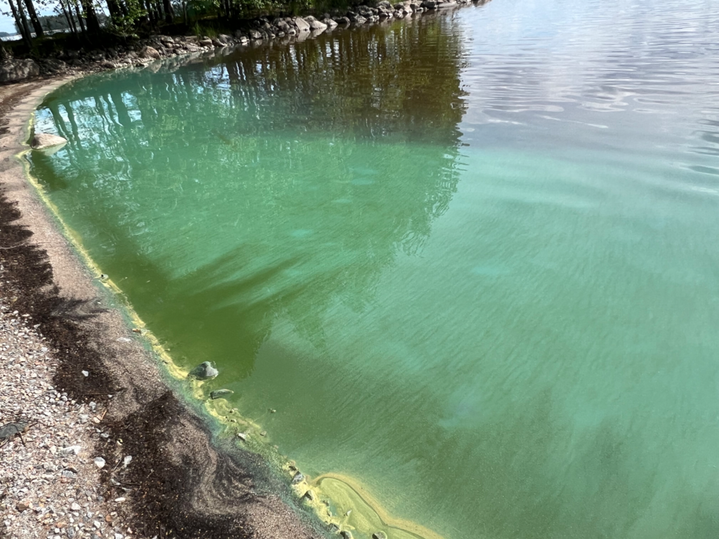 Pielisen lähialue (04.411)-Koli-ObsIMG-202507021331-68650b6d1558d.png