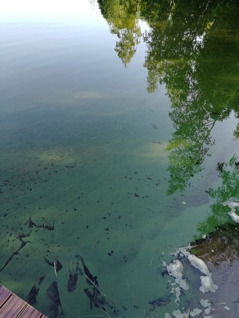 Simpelejärvi (yhd.)-Oravanniemi-ObsIMG-201907210738-93.jpg