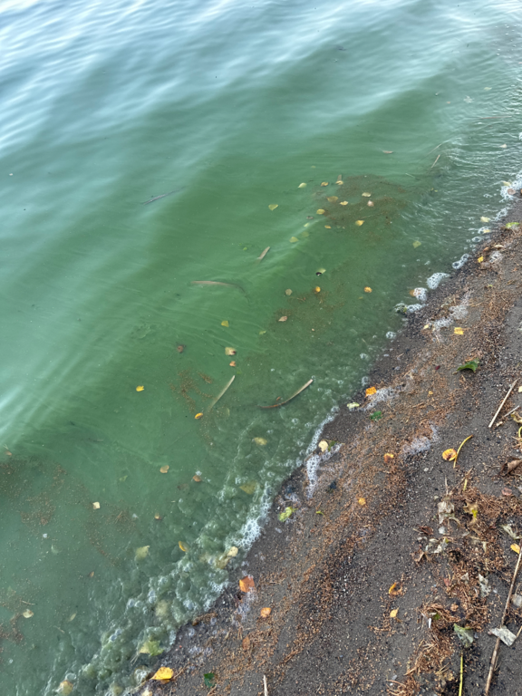 Ukonvesi (Saimaa) (04.151.1.001)-Koivukummunpolku-ObsALG-202509041925-1757003164142.png