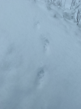 Hankaveden - Väliveden alue (35.432)-Havaintopaikka 1-ObsMAMMAL-202601251302-6975f9001300e.png