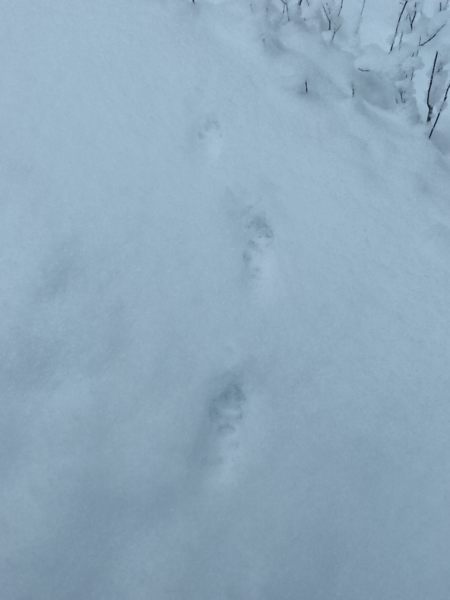 Tiedosto:Hankaveden - Väliveden alue (35.432)-Havaintopaikka 1-ObsMAMMAL-202601251302-6975f9001300e.png