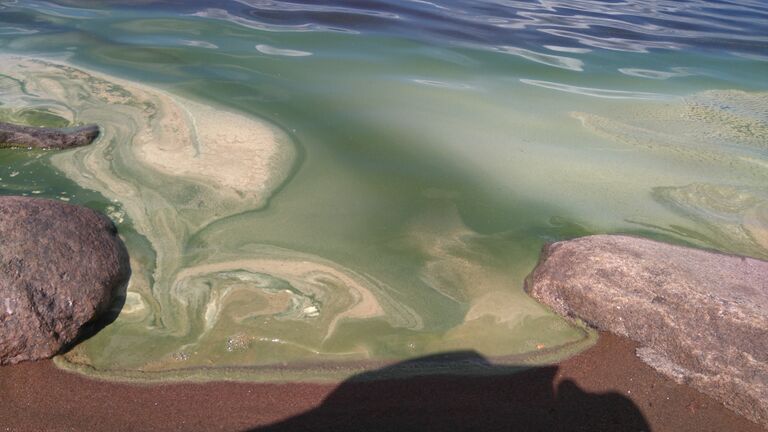 Iso-Vietonen (67.961.1.001)-Havaintopaikka 1-ObsALG-201706301300-40.jpg