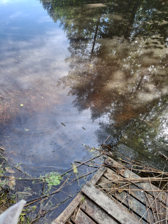 Kallavesi (yhd.)-Rotarien sinileväseuranta (Puutossalmi)-ObsALG-202507232241-1753299911583.png