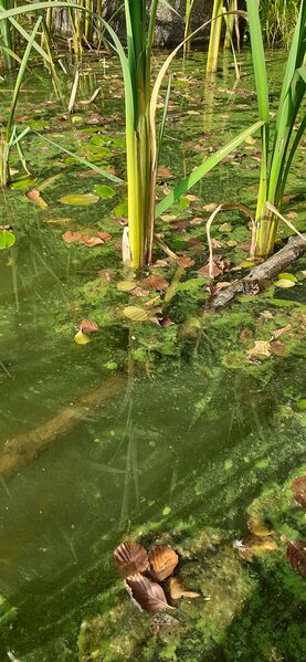 Tiedosto:Kirkkojärvi (35.713.1.022)-Valtakunnallinen sinileväseuranta-ObsALG-202007210850-31.jpg