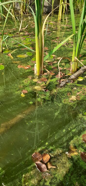 Kirkkojärvi (35.713.1.022)-Valtakunnallinen sinileväseuranta-ObsALG-202007210850-31.jpg