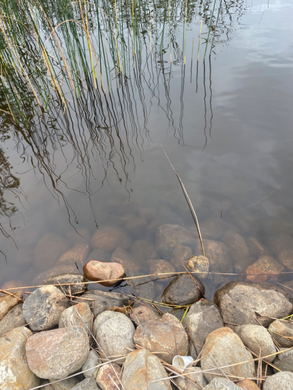 Päijänne (yhd.)-Valtakunnallinen sinileväseuranta (Majutvesi)-ObsALG-202308010848-64c89cae589fd.png