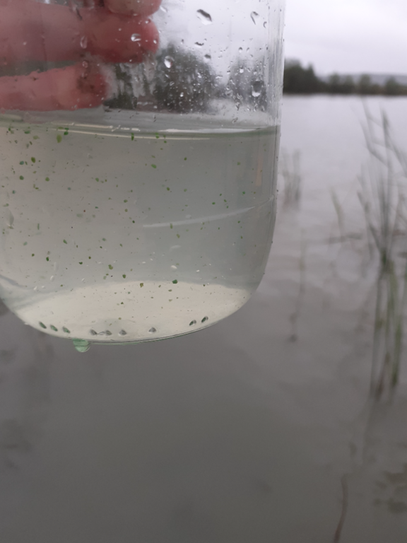 Sääskjärvi (16.004.1.001)-Valtakunnallinen sinileväseuranta-ObsIMG-202309050756-64f6b46c4ed33.png