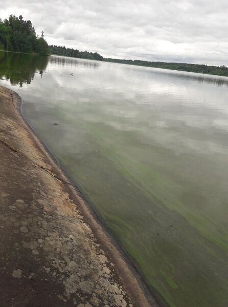 Tiedosto:Tuusulanjärvi (21.082.1.001)-Fjällbon puisto-ObsIMG-201806251410-66.jpg