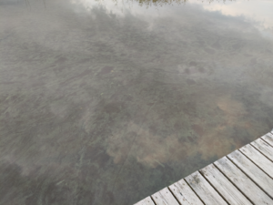 Vesijärvi (14.241.1.001)-Laitialan uimaranta-ObsALG-202509081932-68bf062eb0514.png