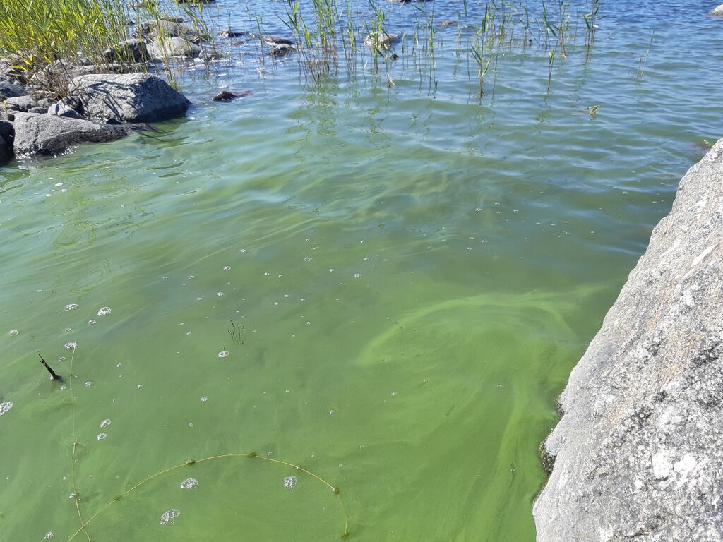 Bergö-Halsö-Havaintopaikka 1-ObsIMG-202007161342-41.jpg