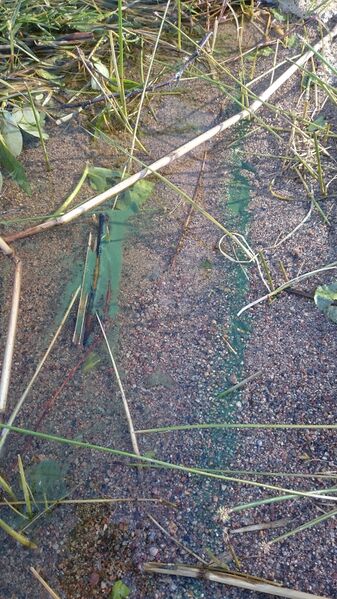 Lapinsalmen uimala 27.06.2018.JPG