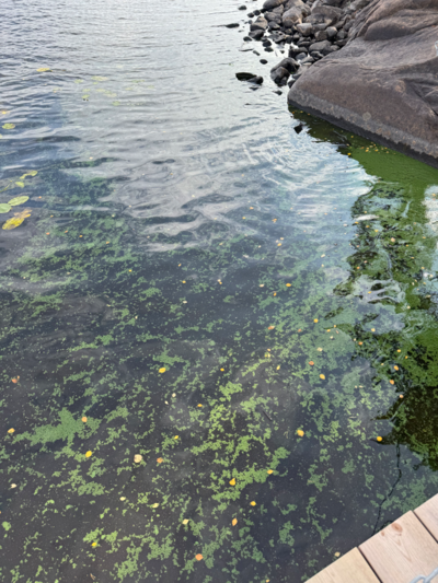 Pääjärvi (14.631.1.001)-Havaintopaikka 2-ObsIMG-202509031353-68b81e83c0ef2.png