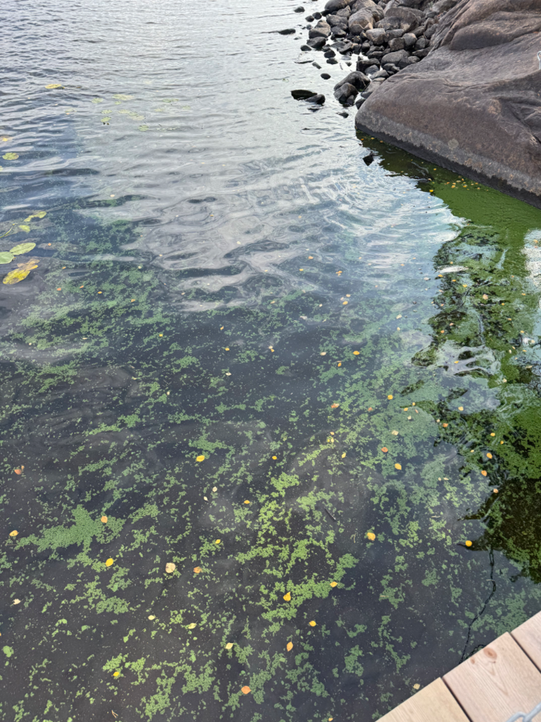 Pääjärvi (14.631.1.001)-Havaintopaikka 2-ObsIMG-202509031353-68b81e83c0ef2.png