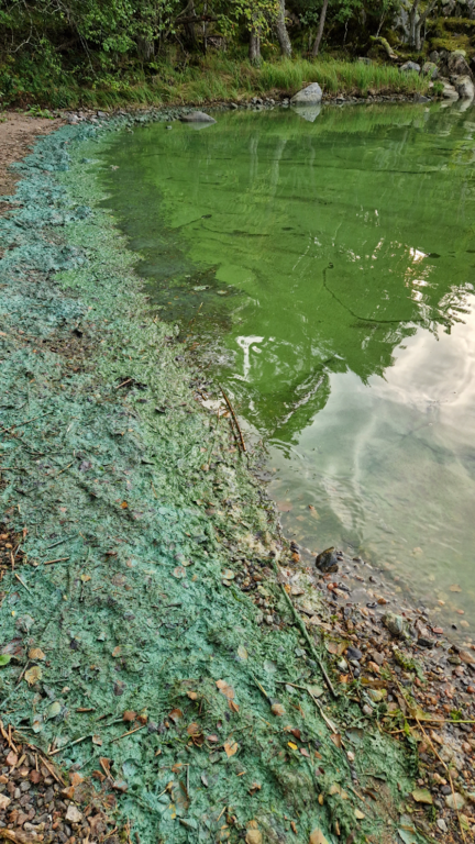 Pohjois-Airisto - Kotkanaukko-Kaarnitta -ObsIMG-202309051425-64f70fdc96b9b.png