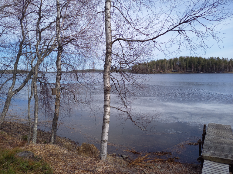Saimaa (04.112.1.001)-Rotarien sinileväseuranta (Pulkkaselkä, Hietalahti)-ObsIMG-202205111530-627bac7ef38b7.png