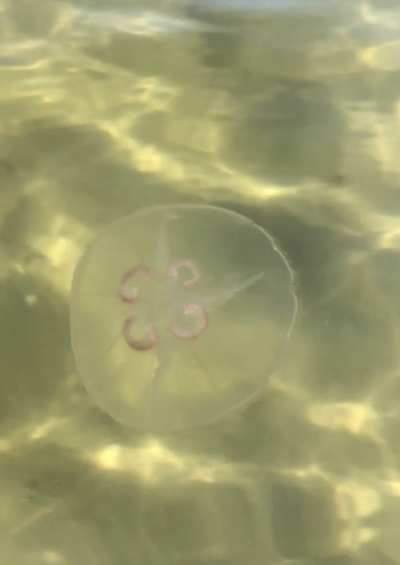 Suvisaaristo-Lauttasaari-Veijarivuoren uimaranta-ObsJELLY-202509091425-68c08fb1b5a98.png