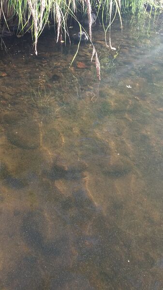 Tiedosto:20170801 192735.jpg